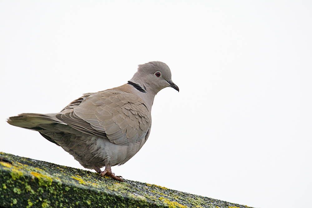 DSC_7185.jpg