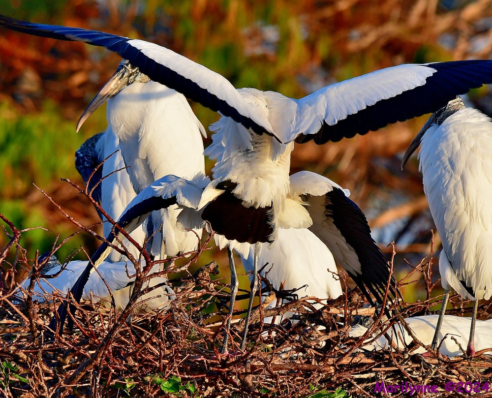 DSC_7185_001.JPG