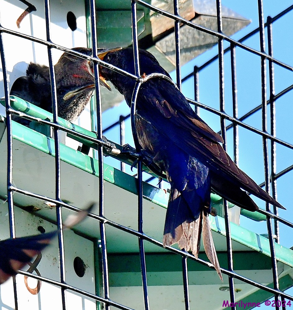 DSC_7187_001.JPG