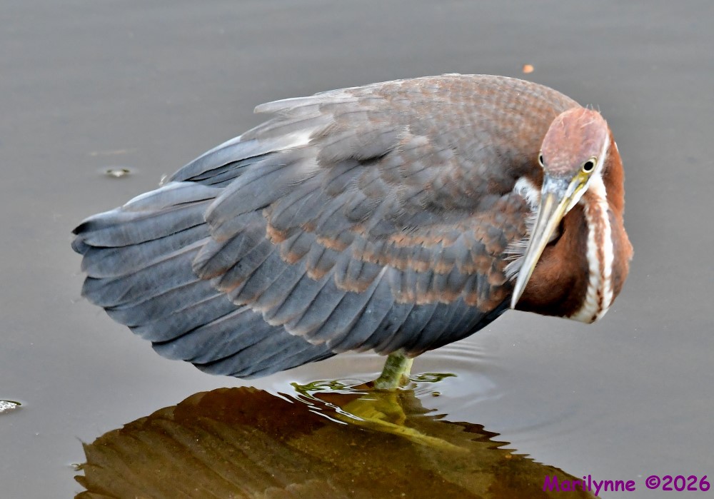 DSC_7188_001.JPG