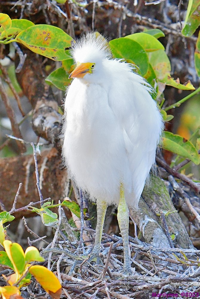 DSC_7189_001.JPG