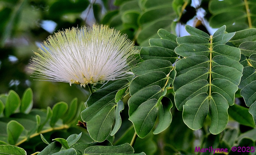 DSC_7189_001.JPG