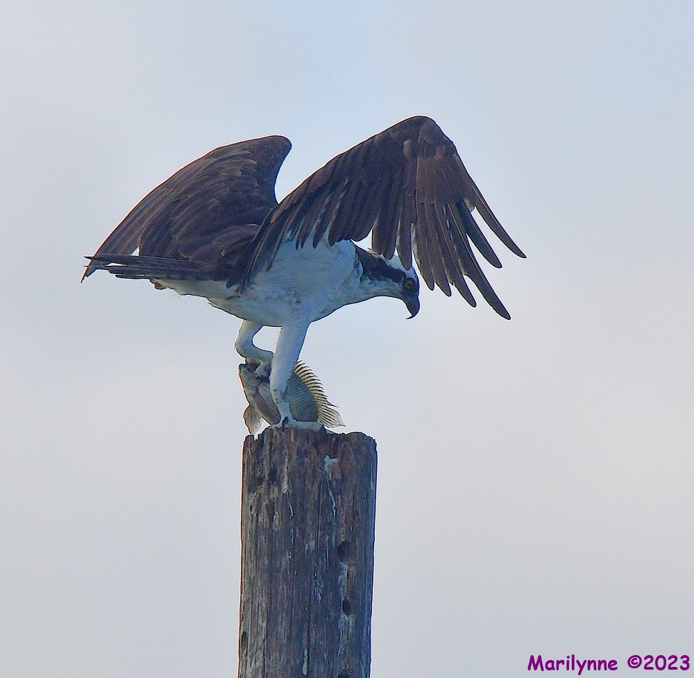 DSC_7192_001.JPG