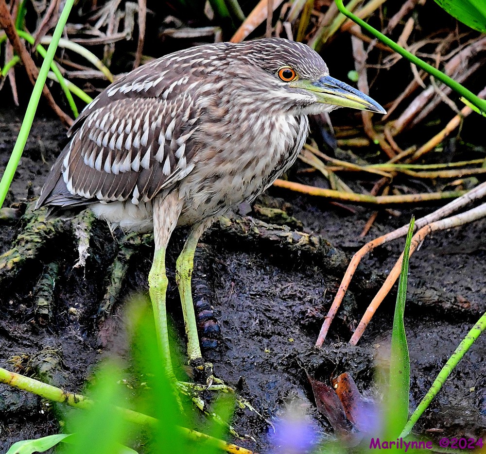 DSC_7192_001.JPG