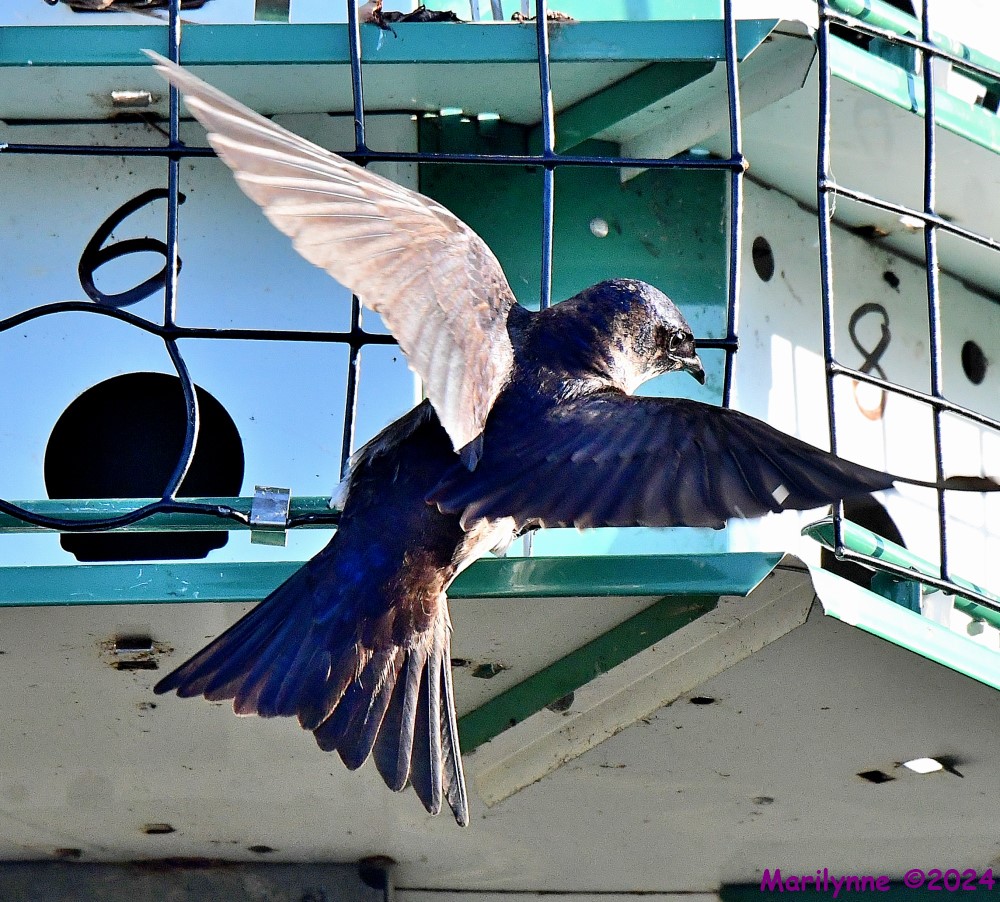 DSC_7194_001.JPG