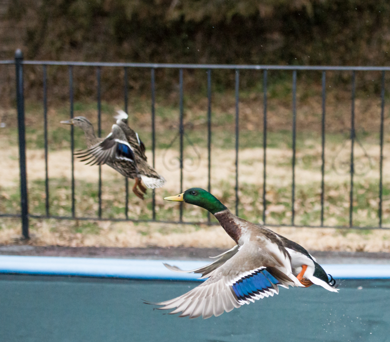 DSC_7195-2.jpg