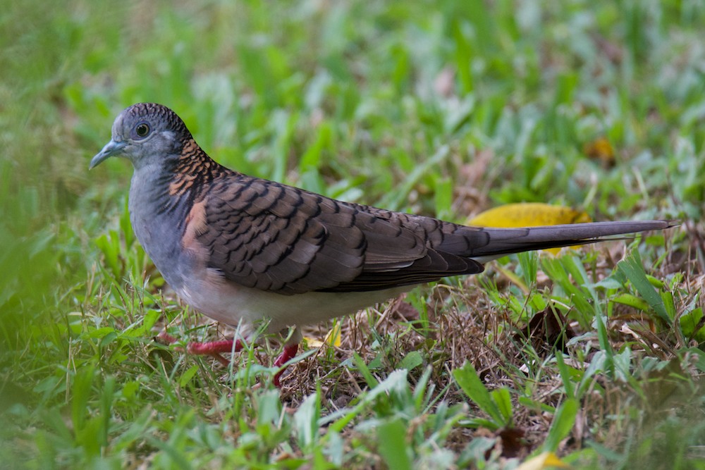 DSC_7195.jpg