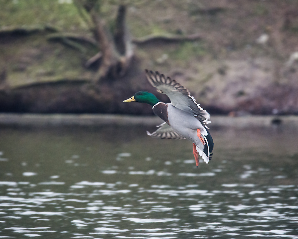 DSC_7196.jpg