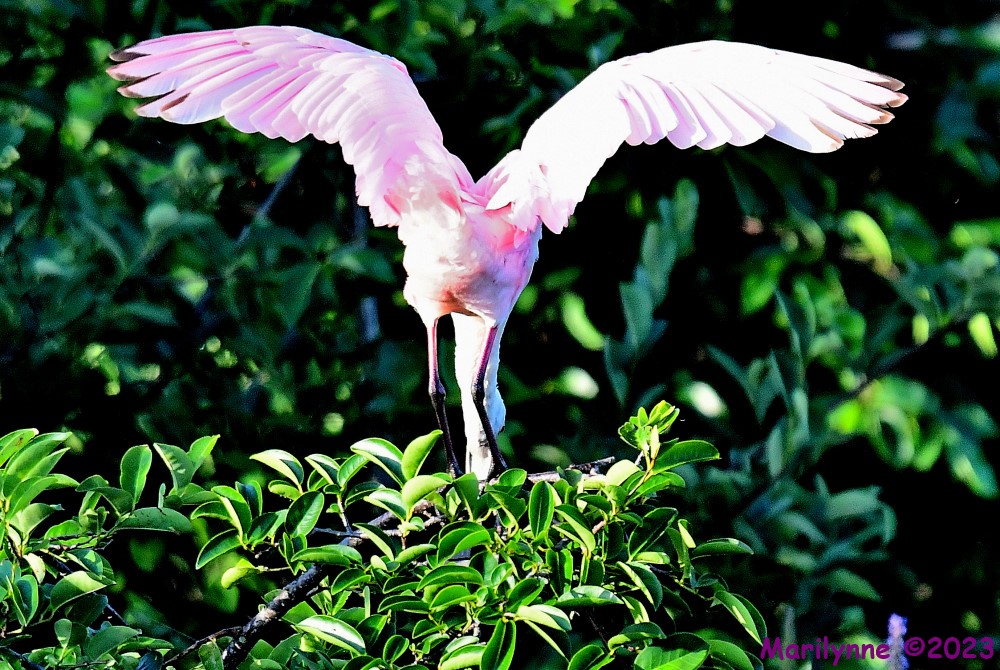 DSC_7196_001.JPG