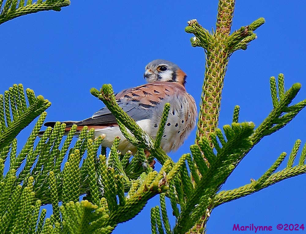 DSC_7197_001.JPG