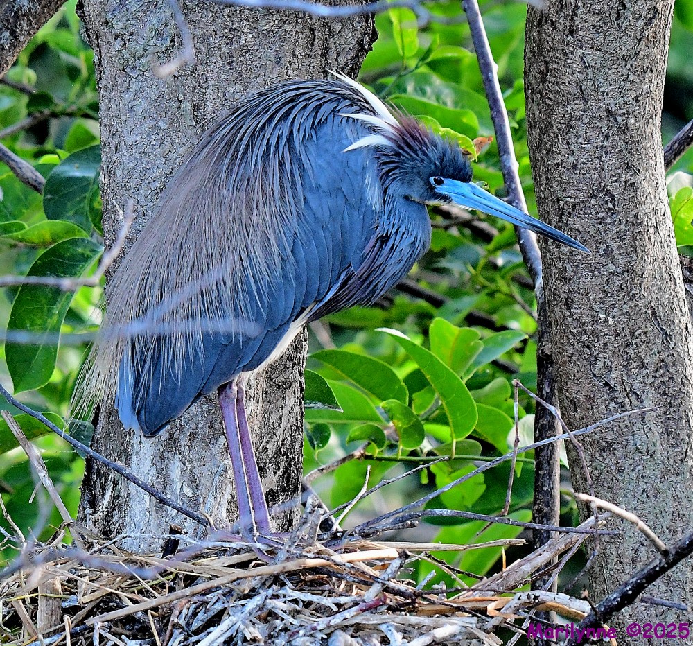 DSC_7197_001.JPG