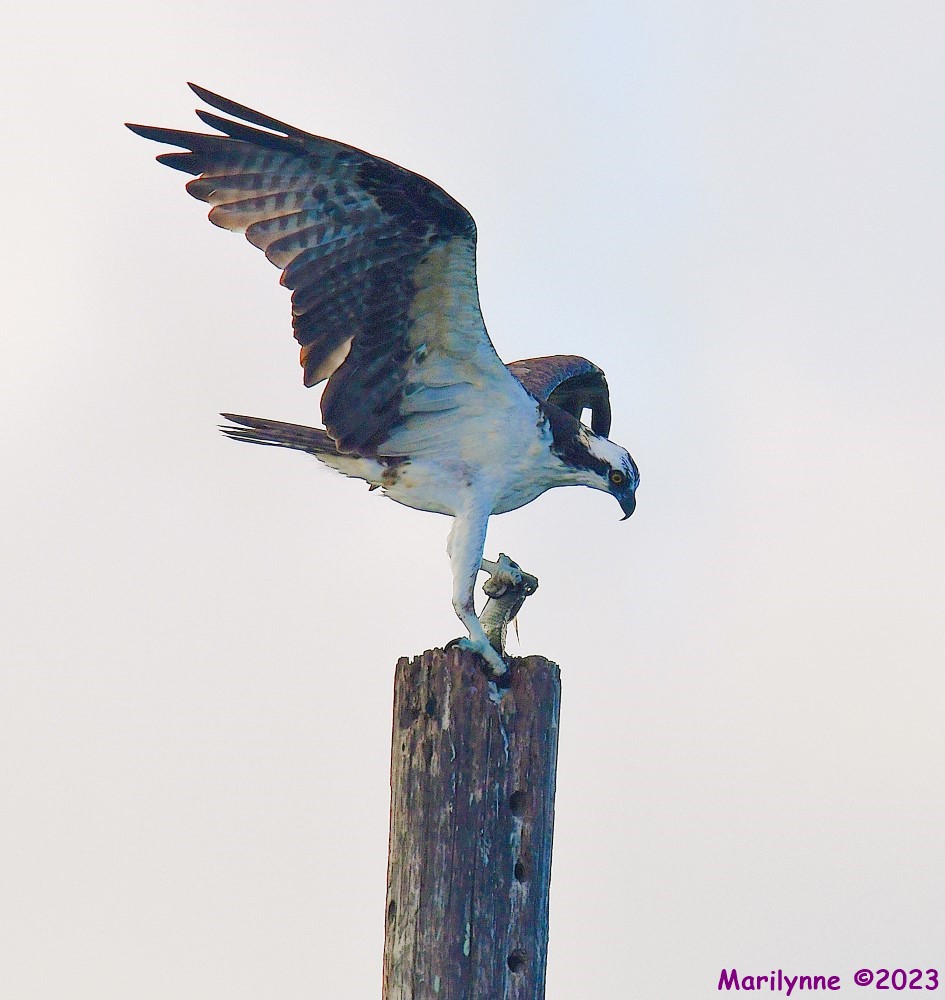 DSC_7200_001.JPG