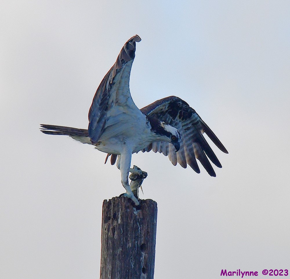 DSC_7201_001.JPG