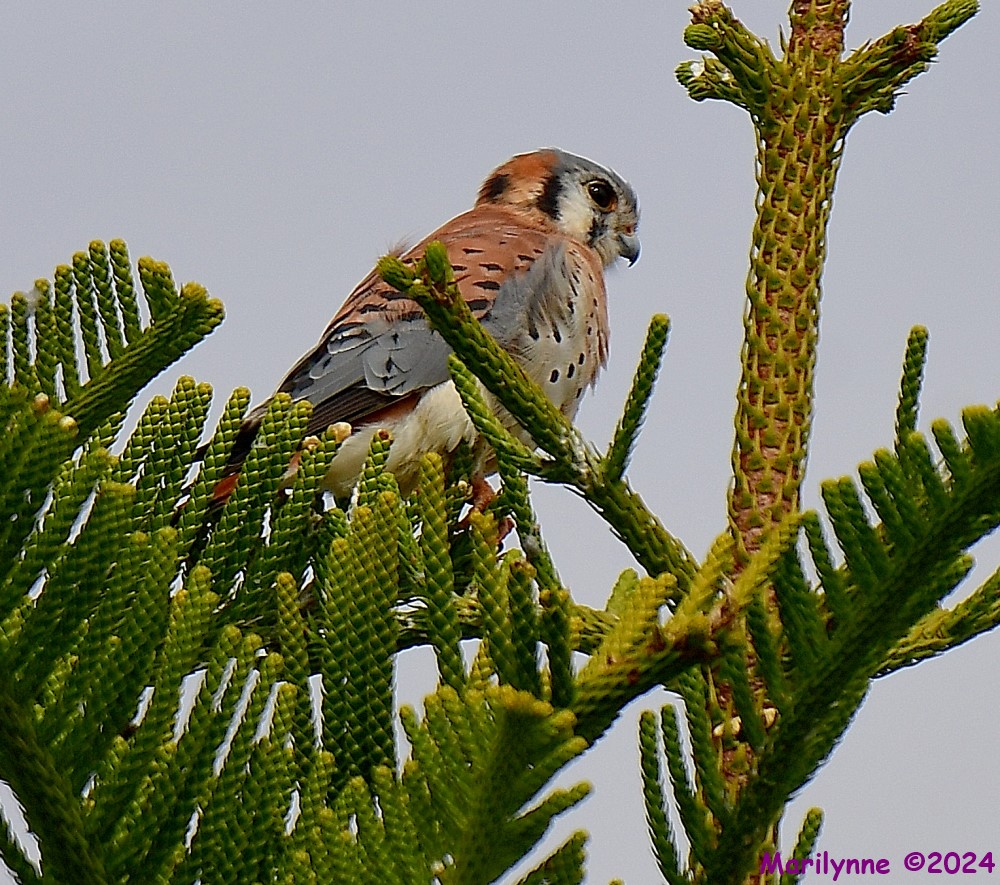 DSC_7202_001.JPG