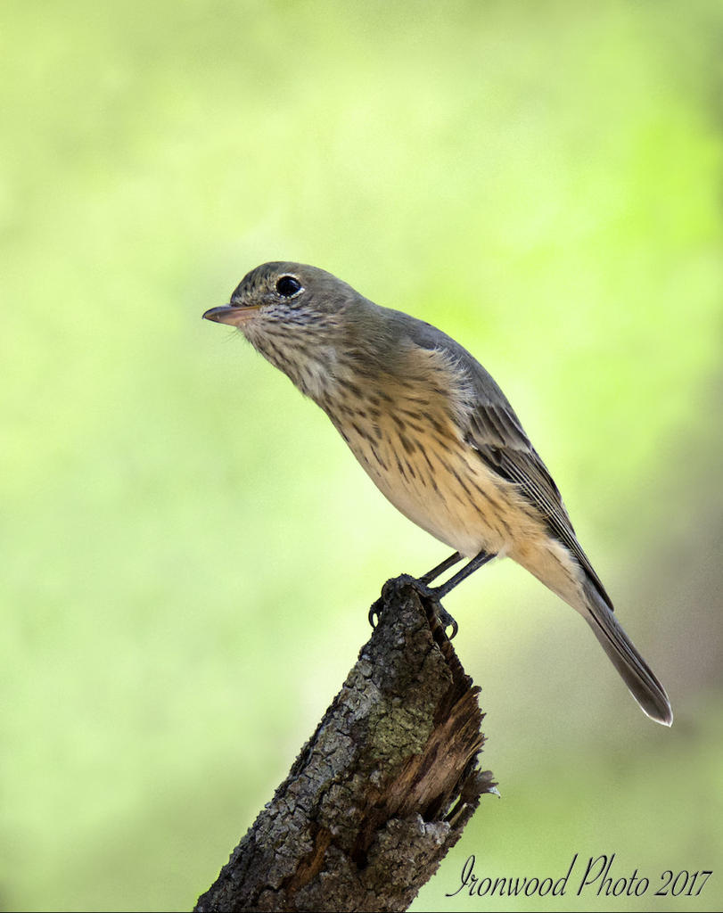 DSC_7203-V1.jpg