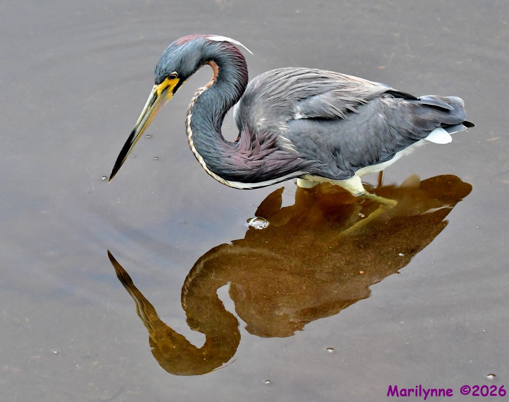DSC_7203_001.JPG