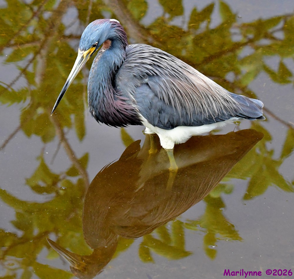 DSC_7204_001.JPG
