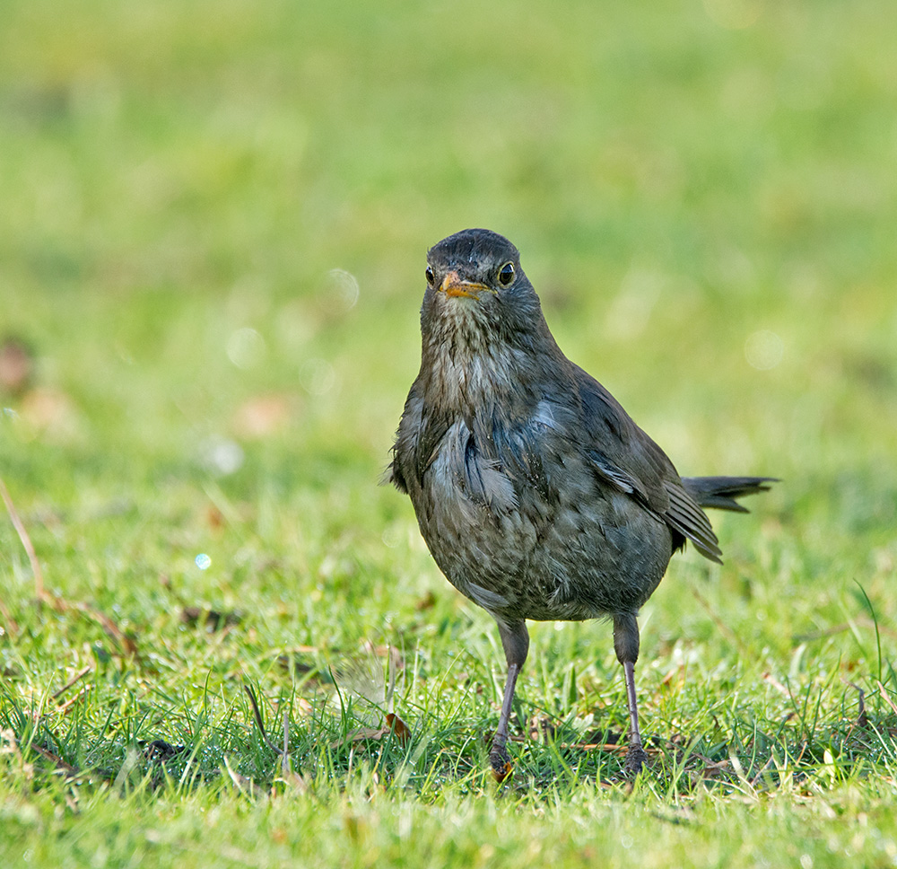 DSC_7207.jpg