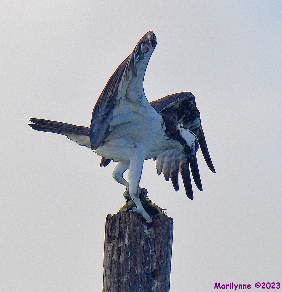 DSC_7209_001.JPG