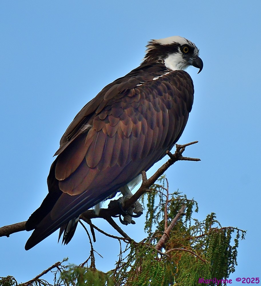 DSC_7209_001.JPG