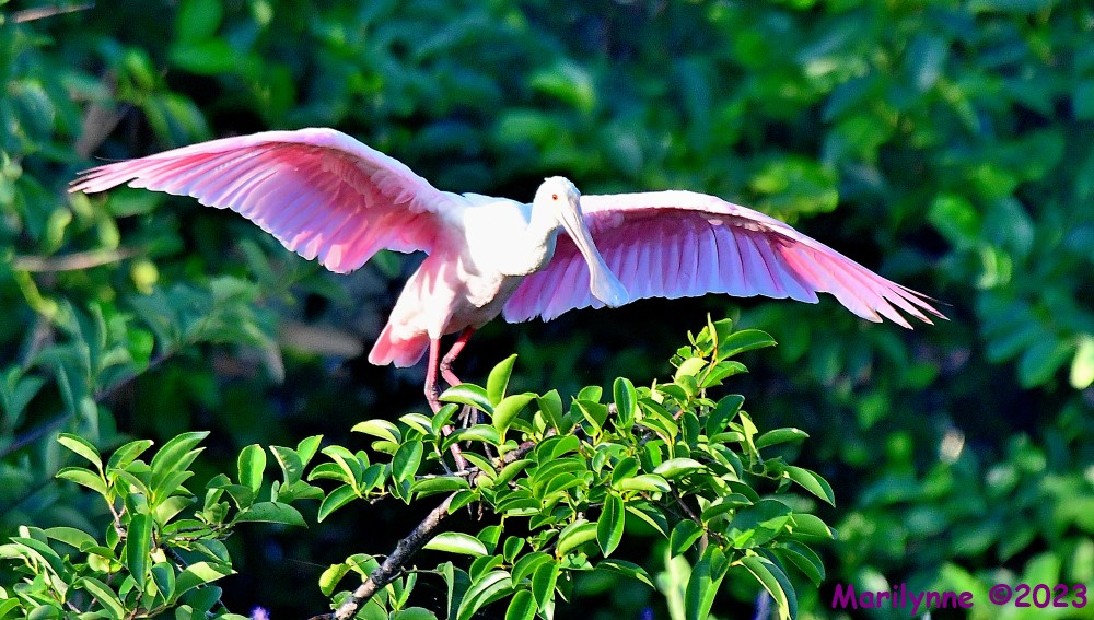 DSC_7214_001.JPG
