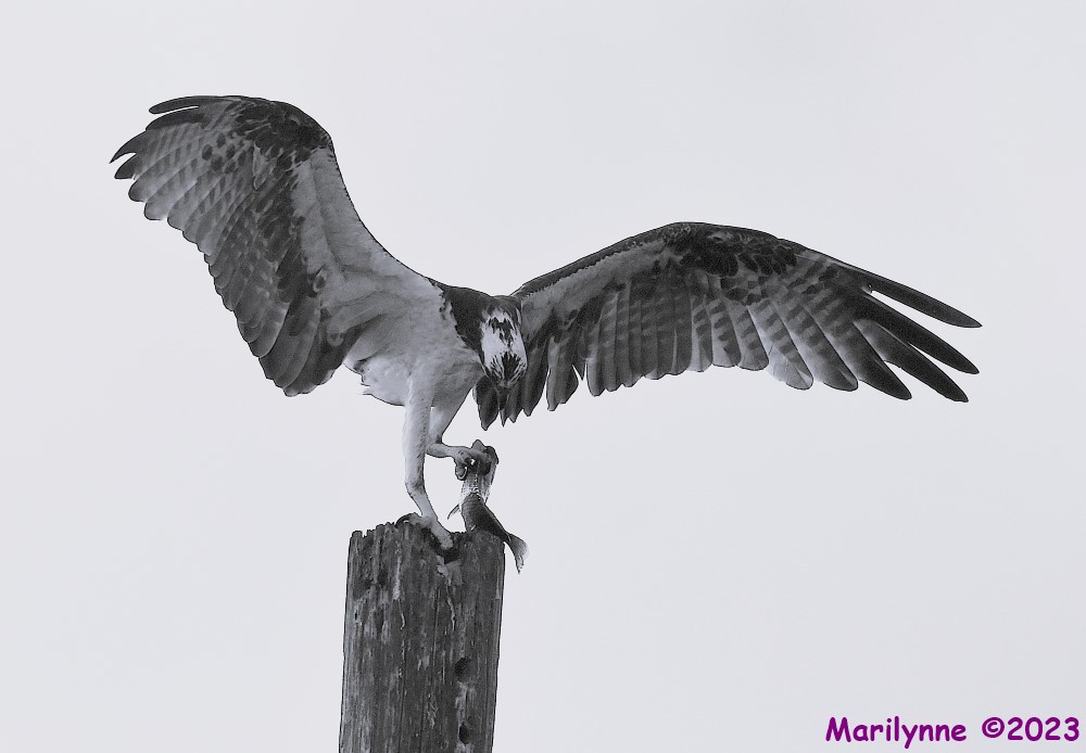 DSC_7214_001.JPG