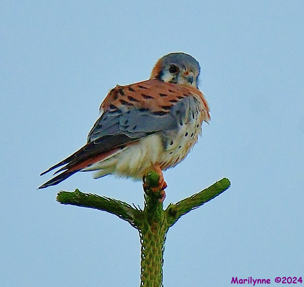 DSC_7214_001.JPG