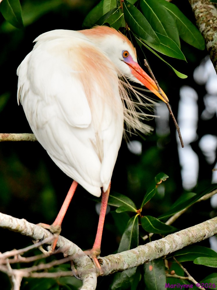 DSC_7215_001.JPG