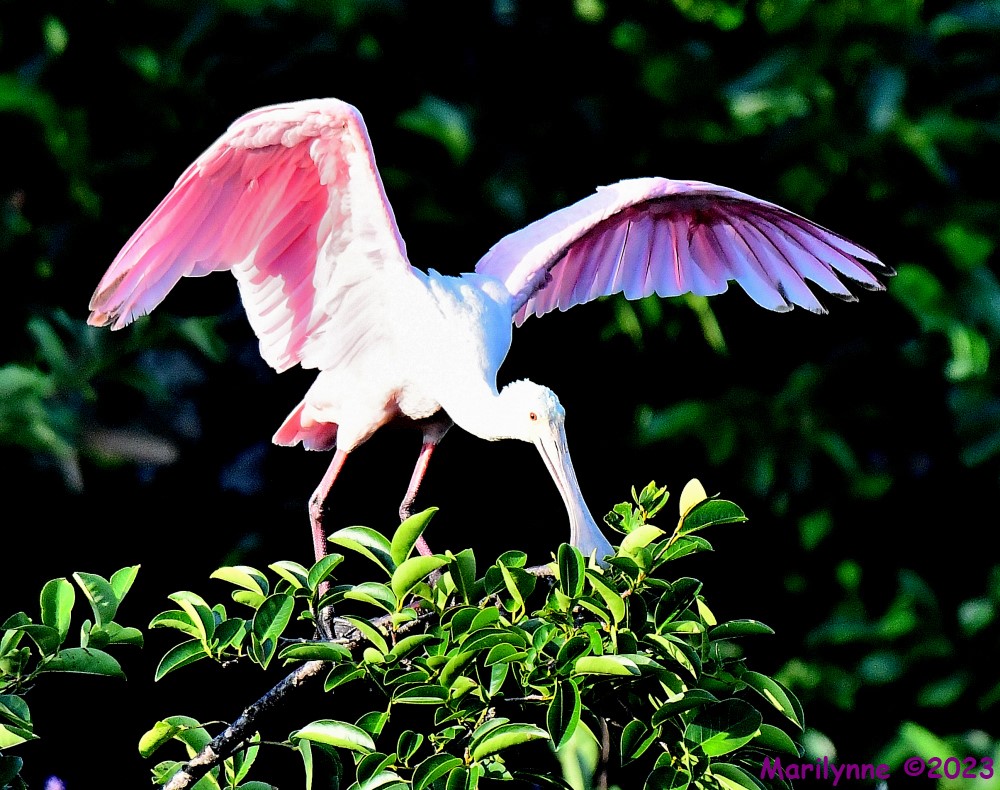 DSC_7217_001.JPG