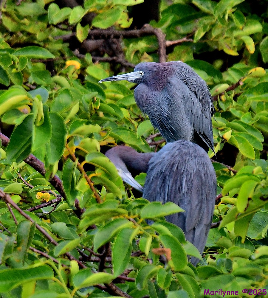 DSC_7218_001.JPG