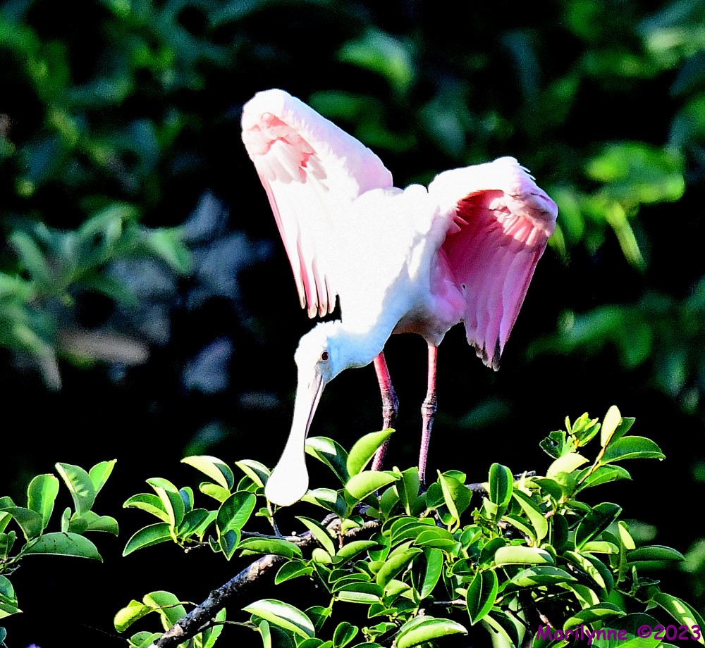 DSC_7219_001.JPG