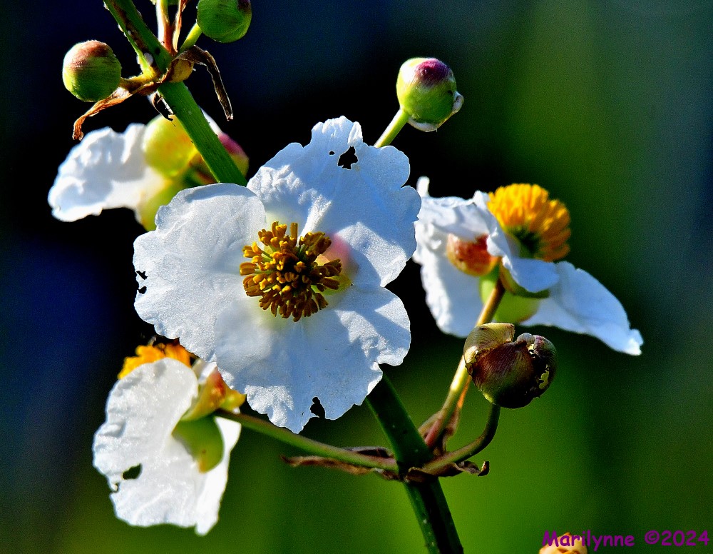 DSC_7219_001.JPG
