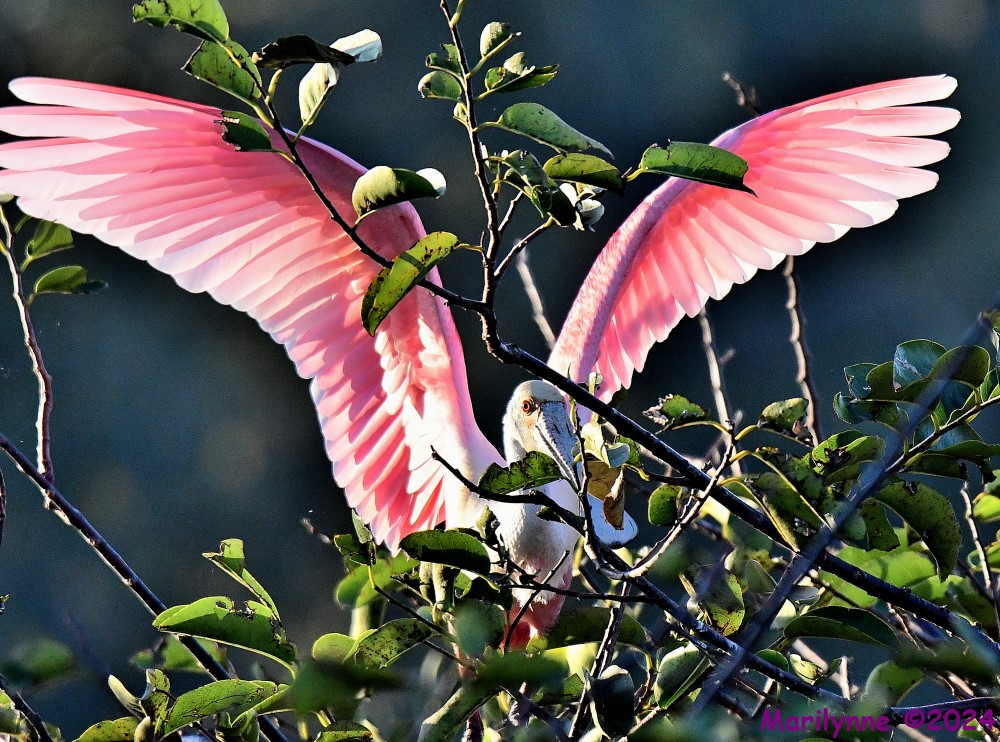 DSC_7221_001.JPG