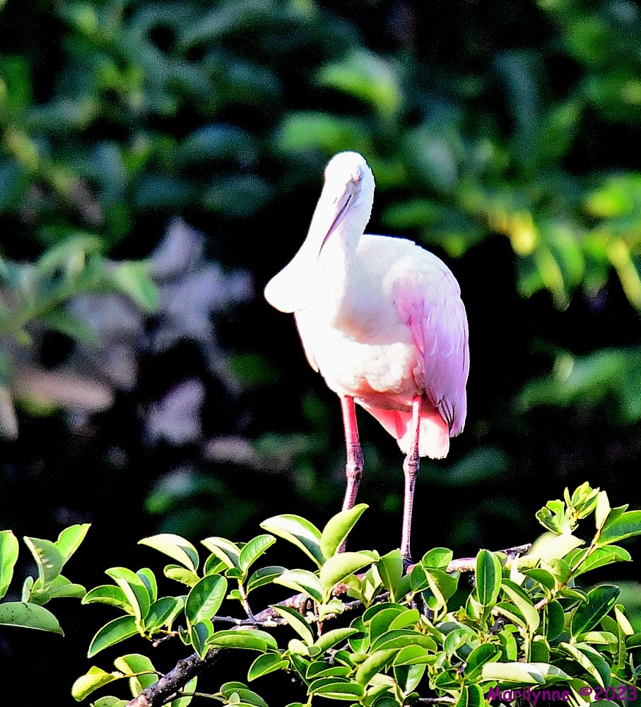 DSC_7222_001.JPG