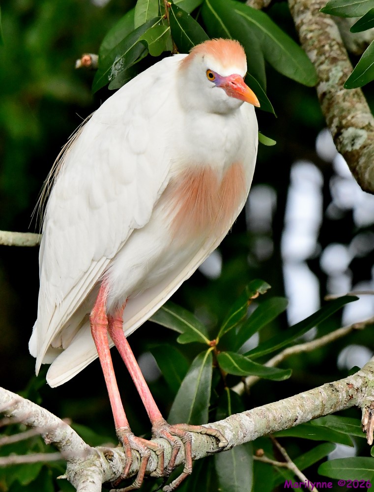 DSC_7222_001.JPG