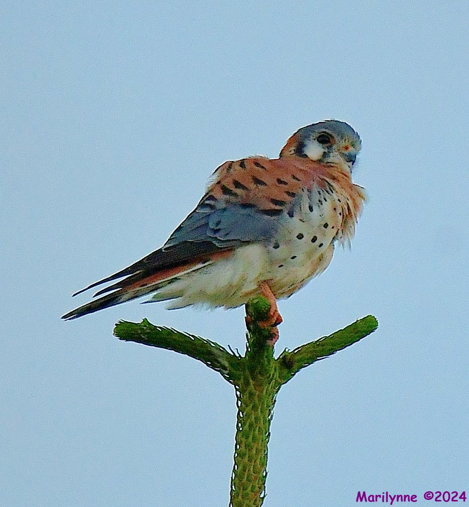 DSC_7224_001.JPG