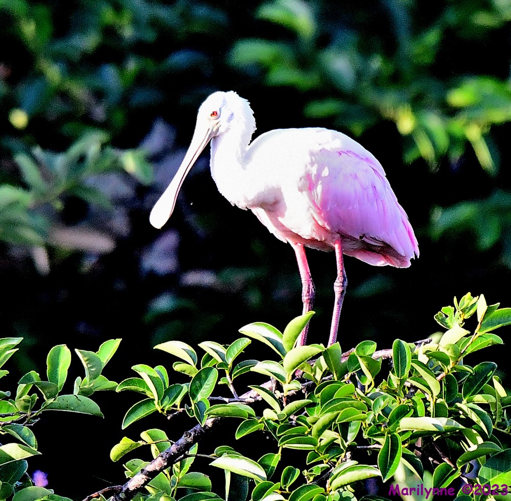 DSC_7225_001.JPG