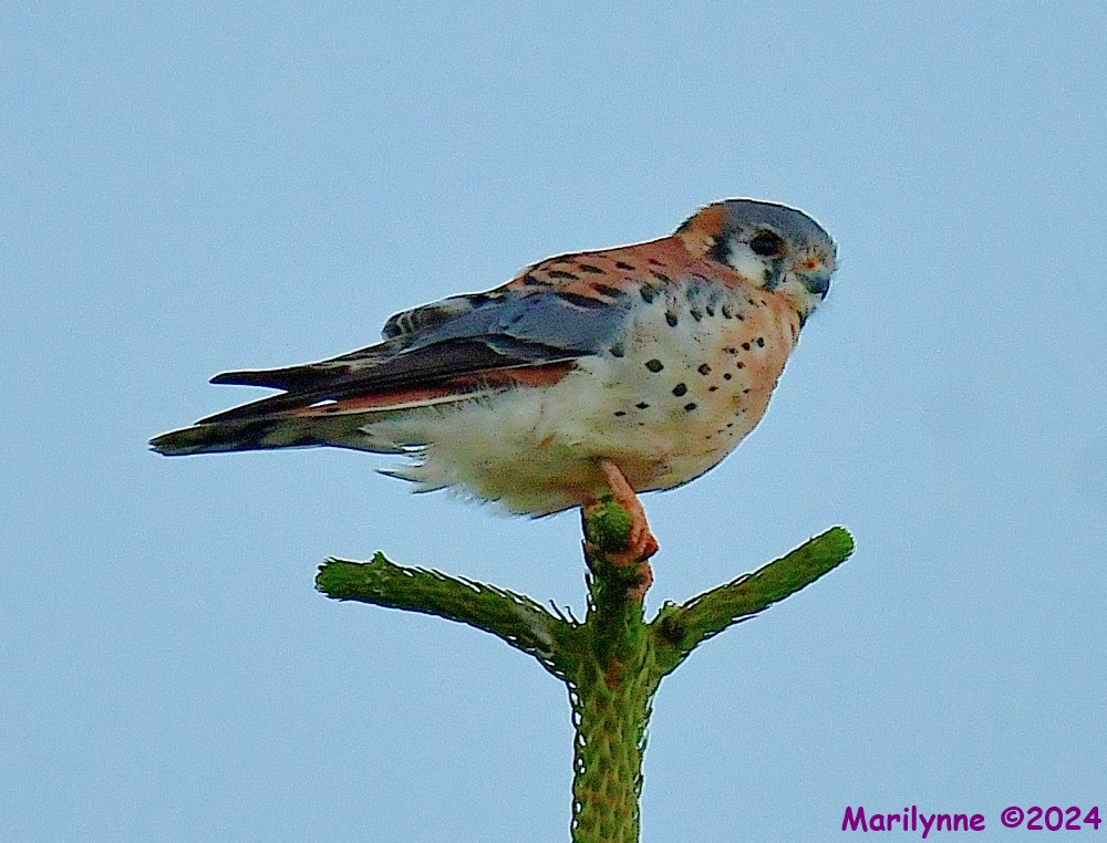 DSC_7225_001.JPG