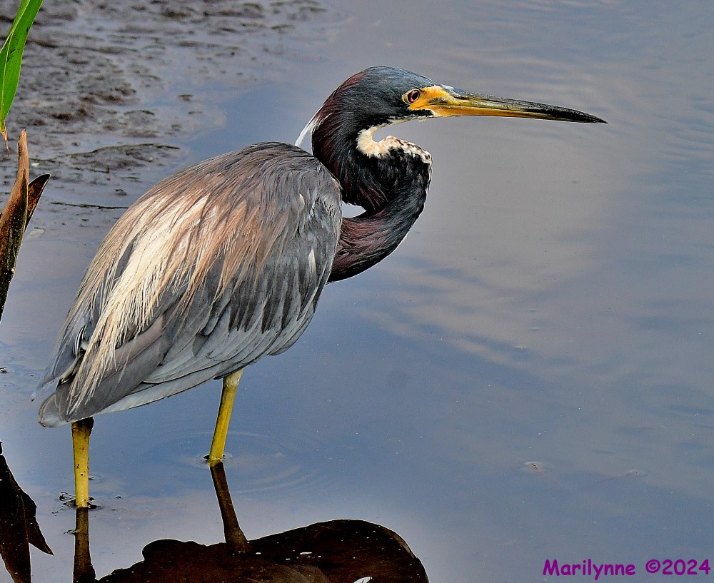 DSC_7226_001.JPG