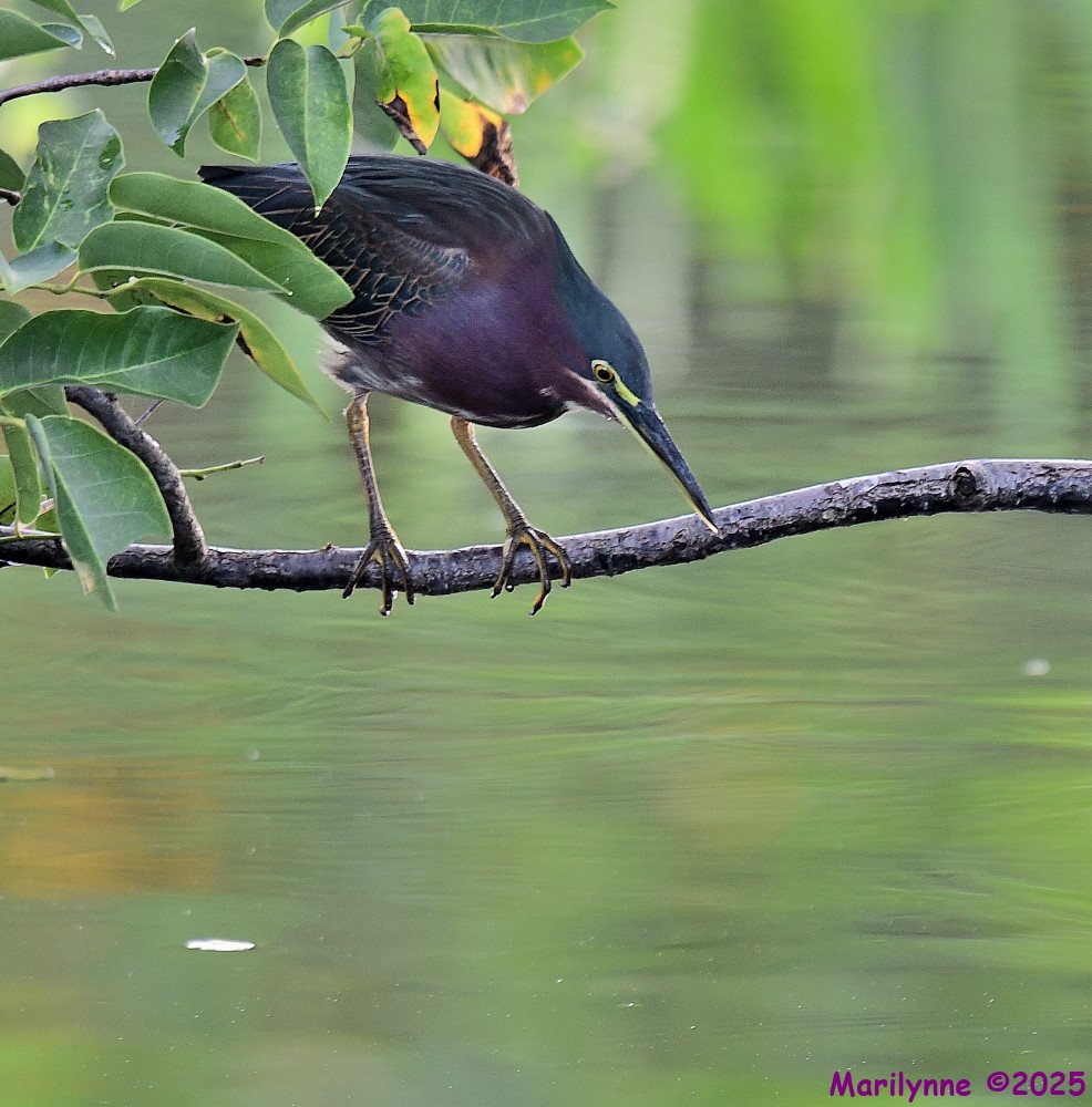 DSC_7226_001.JPG