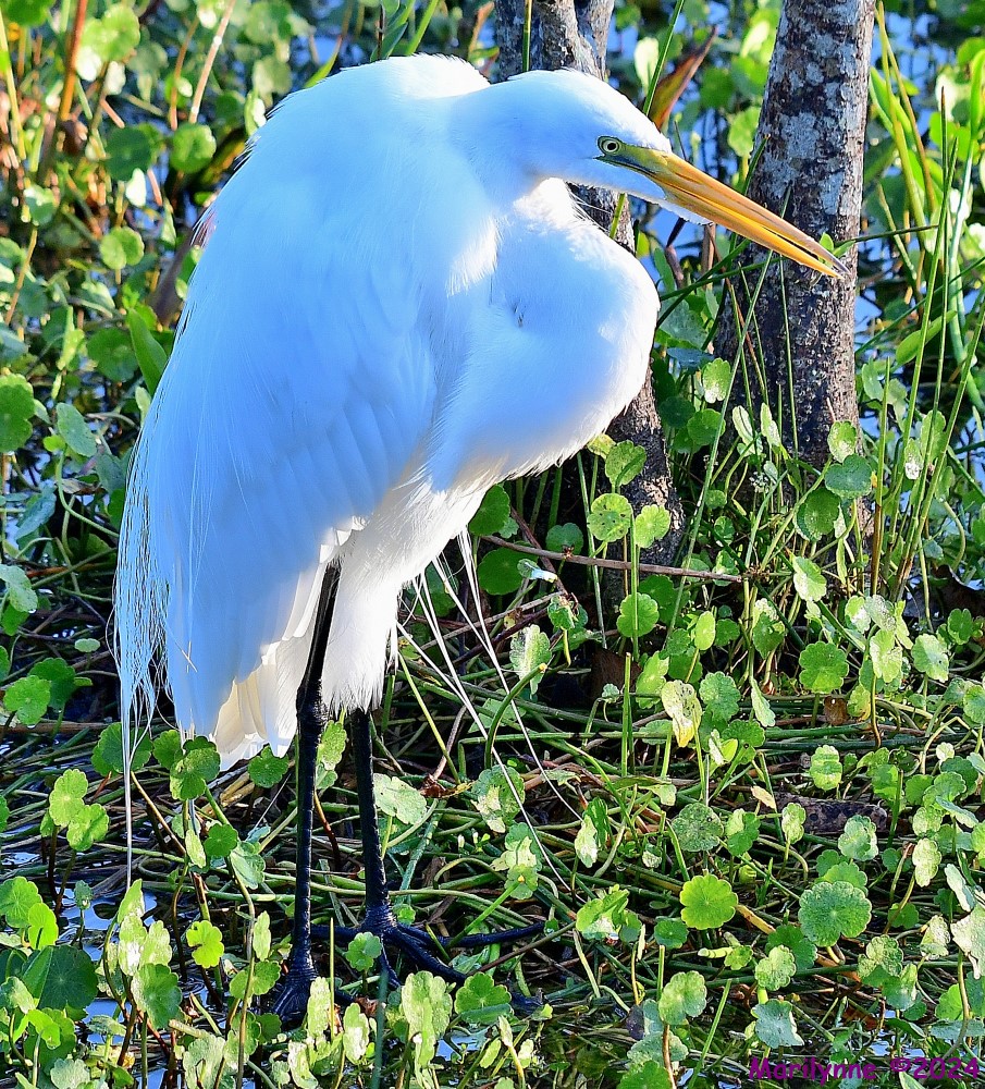 DSC_7229_001.JPG