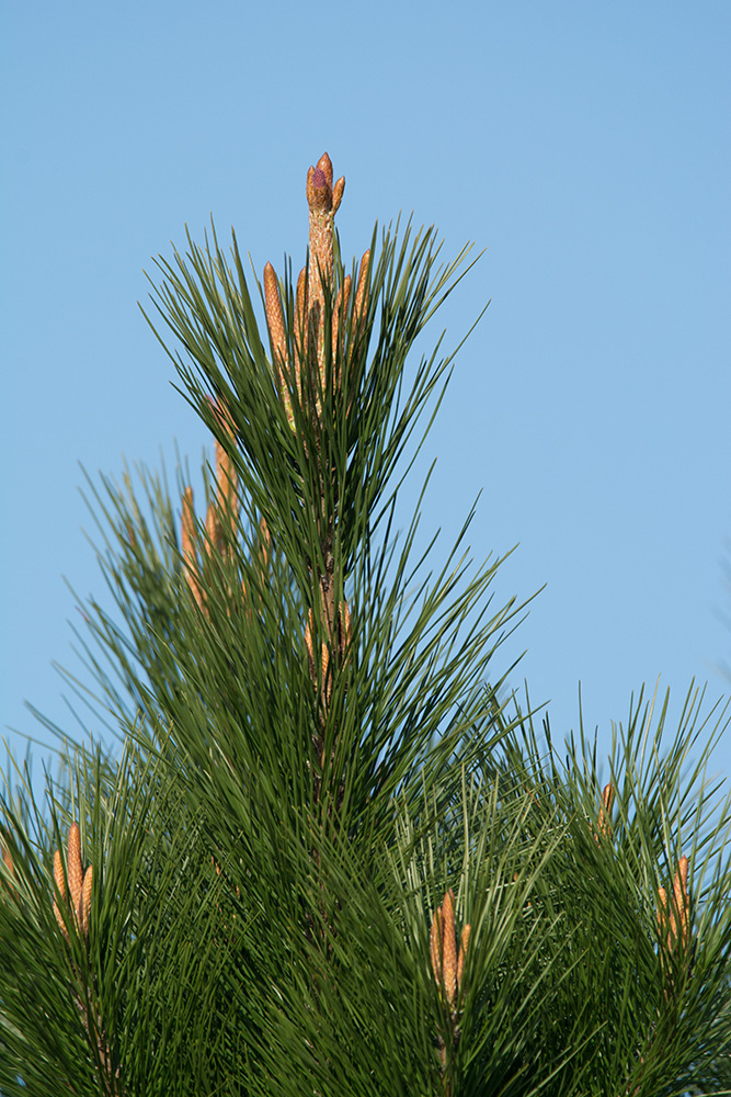 DSC_7233.jpg