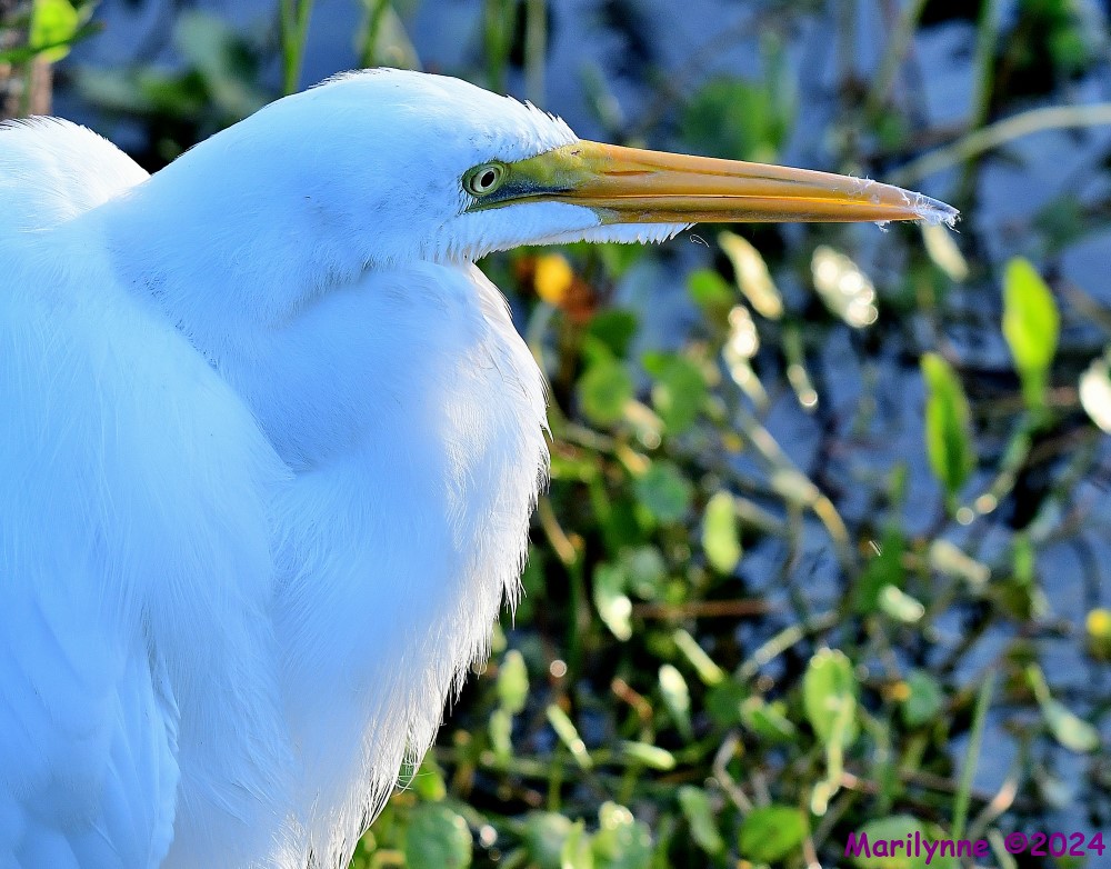 DSC_7233_001.JPG