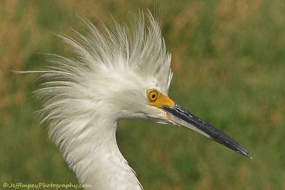 DSC_7234.jpg