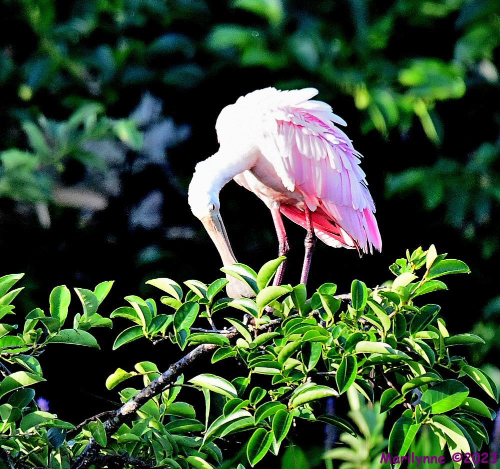 DSC_7234_001.JPG