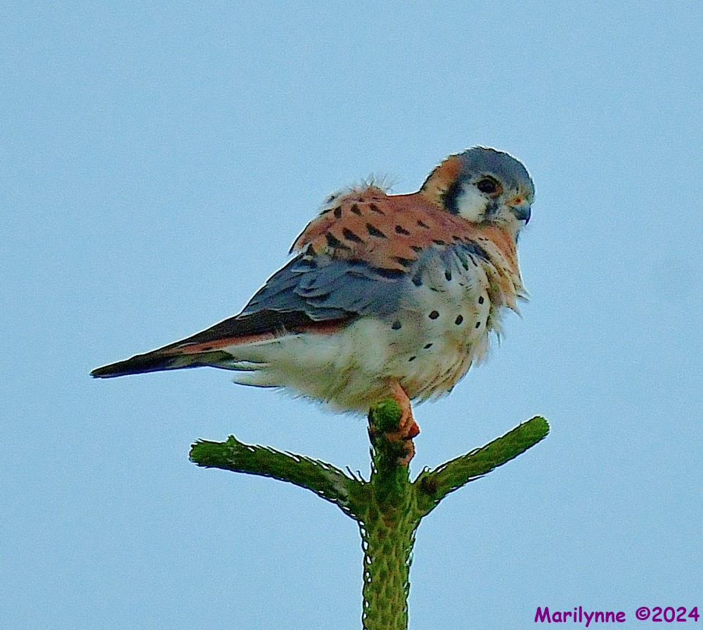 DSC_7235_001.JPG