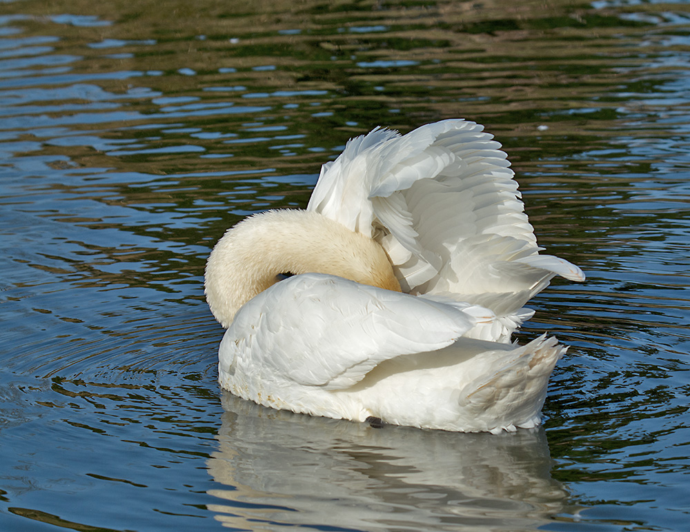 DSC_7236.jpg
