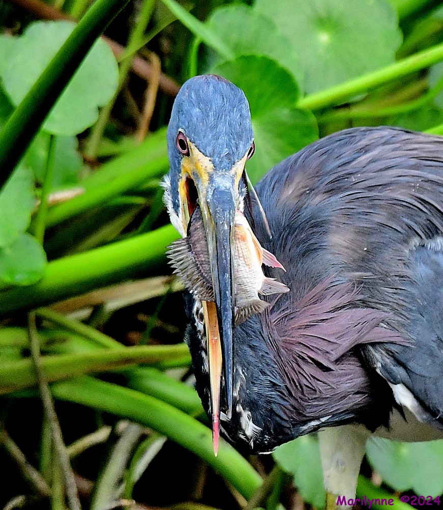 DSC_7236_001.JPG