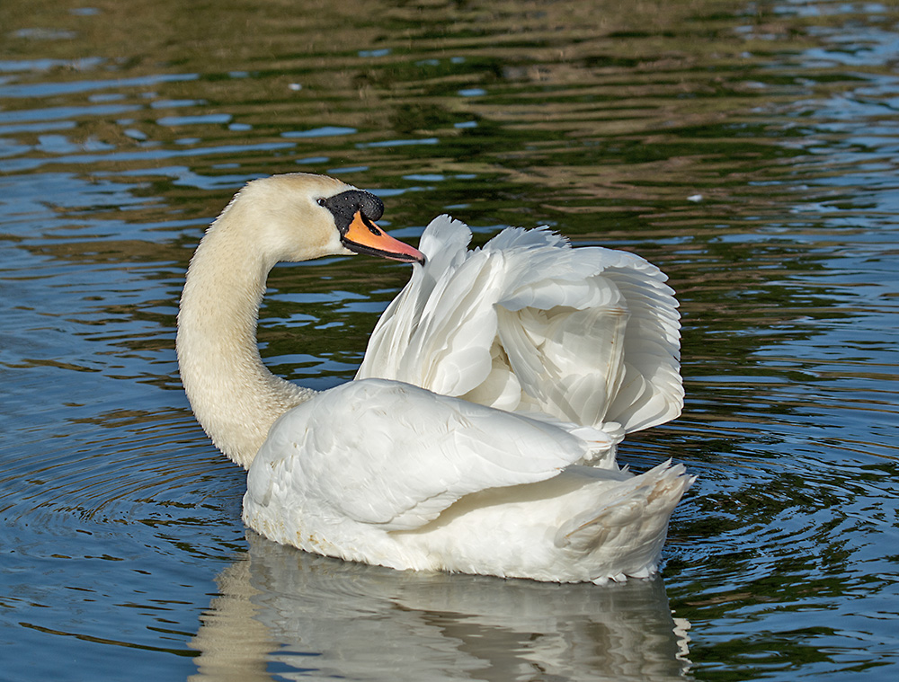 DSC_7237.jpg