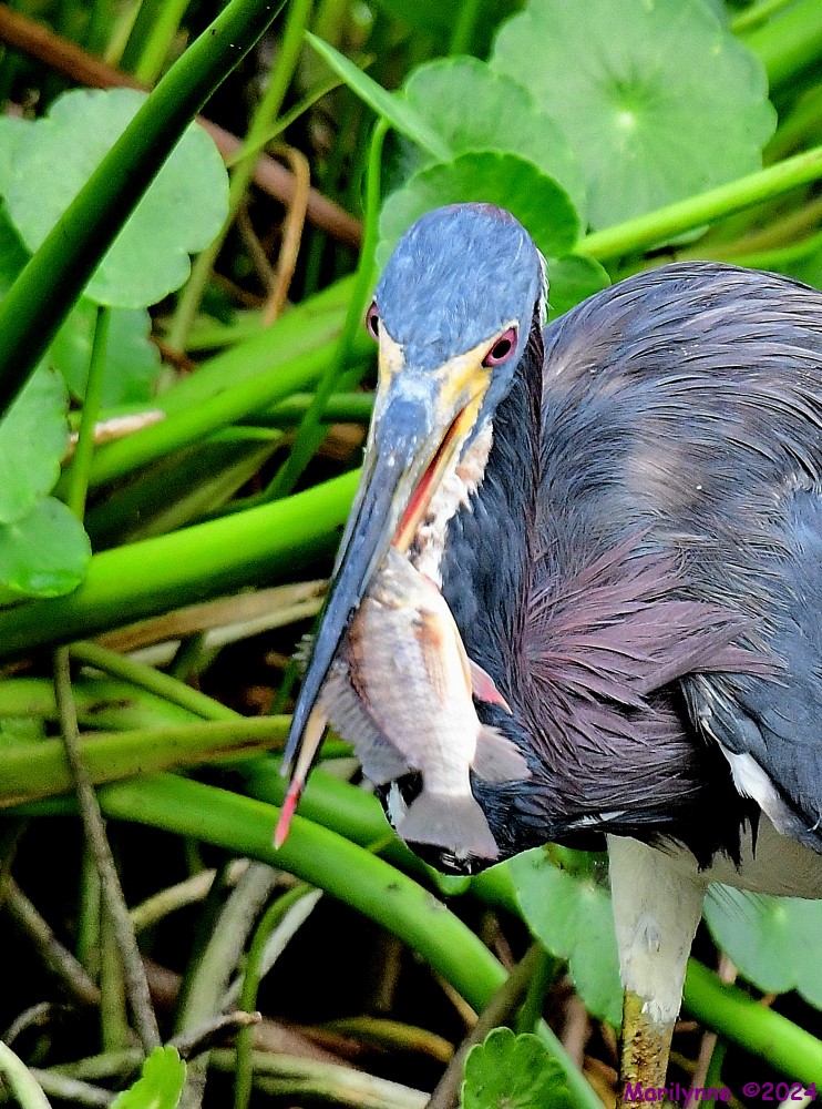 DSC_7237_001.JPG